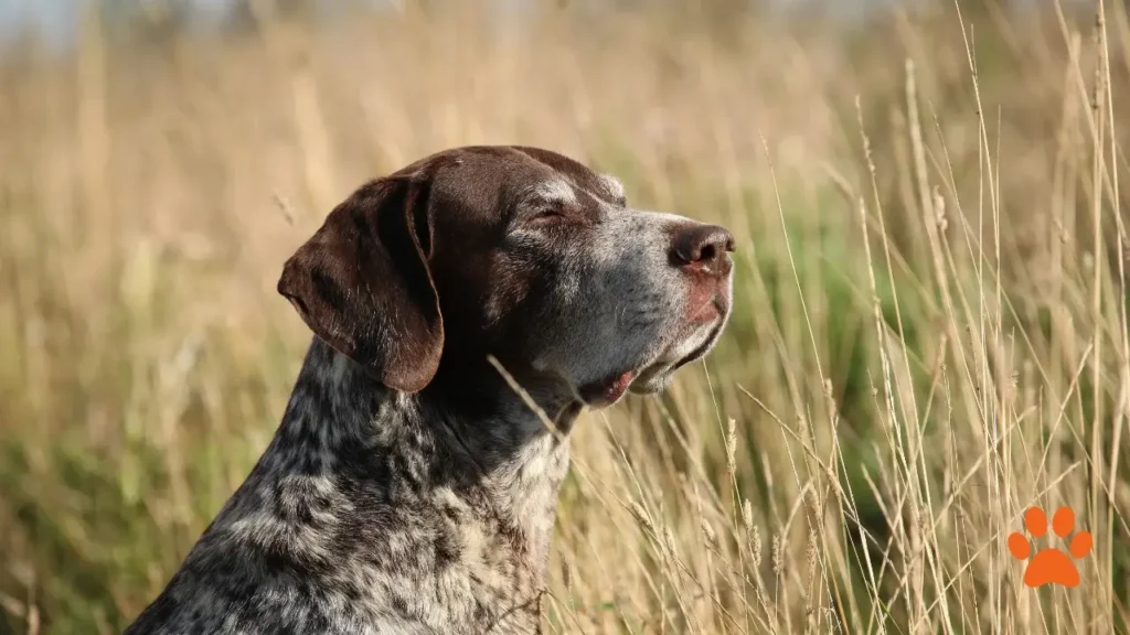 A German Shorthaired Pointer on a long walk (1)
