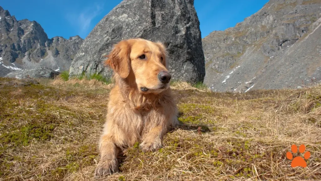 A Golden retriever is excellent for hiking due to its stamina (1)