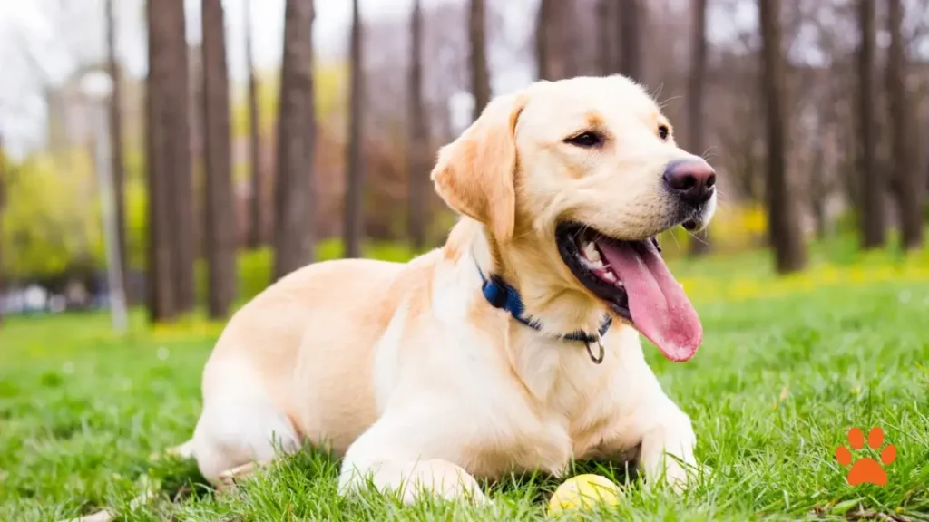 Affectionate Large Dog Breeds - Labrador Retriever (1)