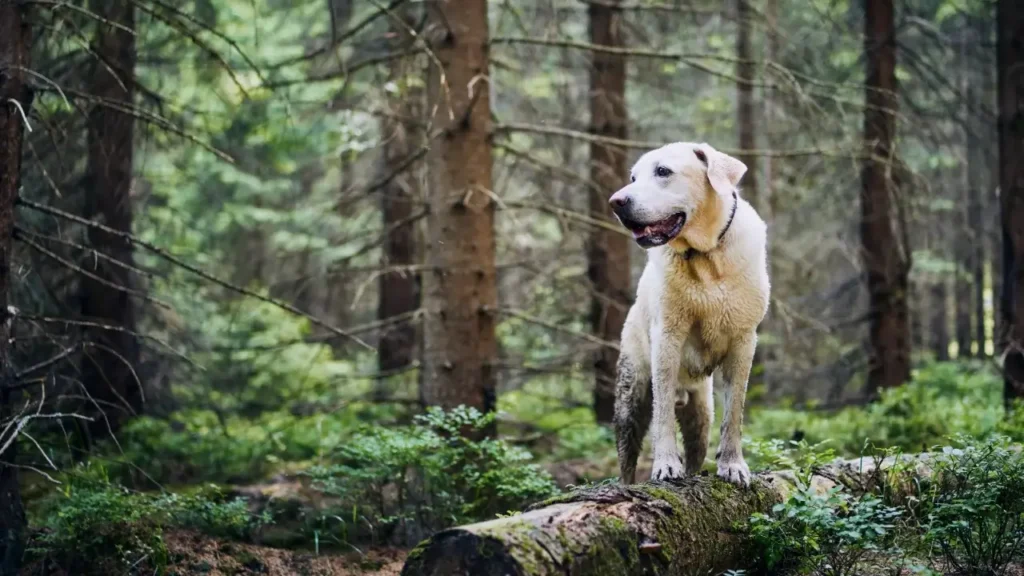 Best Large Dog breeds Good For Hiking (1)