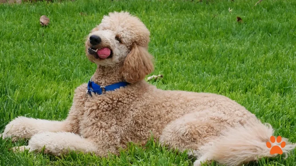 The Standard Poodle Is A Very affectionate large dog breed (1)