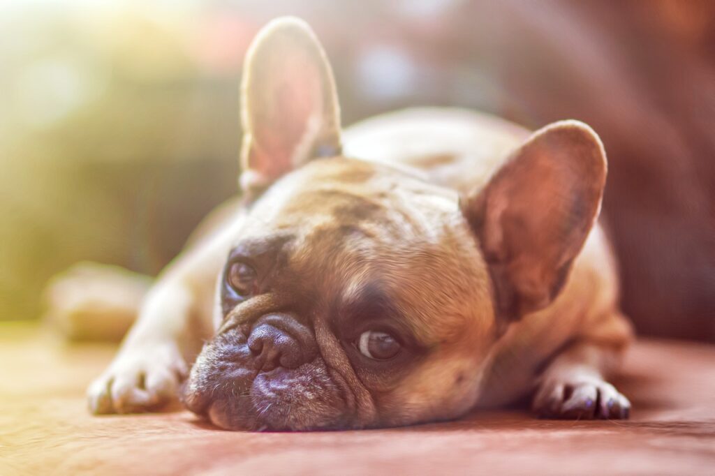 bulldog laying on the floor