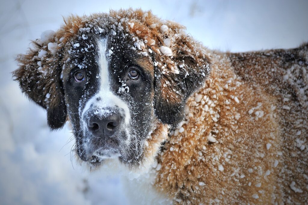 expensive dog in the snow